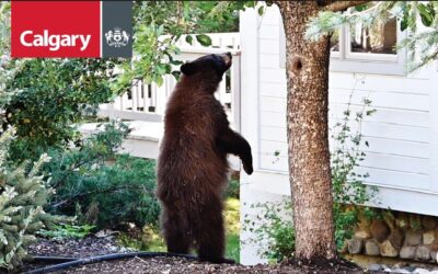 Be Bear Smart