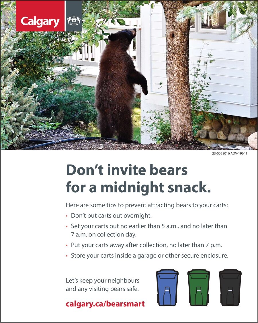 Bear safety poster